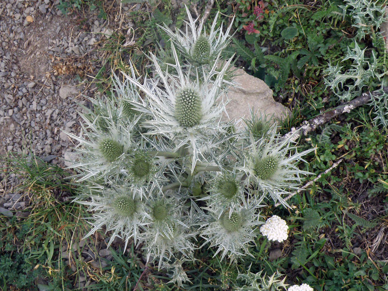 Eryngium spinalba - Calcatreppola spina-argentata